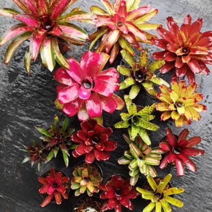 积水凤梨组合套餐小型琳达热带雨林植物雨林水陆缸造景空气凤梨