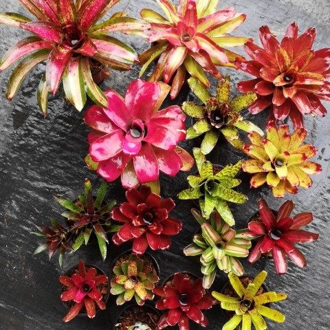 积水琳达雨林水陆缸空气凤梨植物