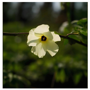 咖啡黄葵 冻干粉精华面膜纸