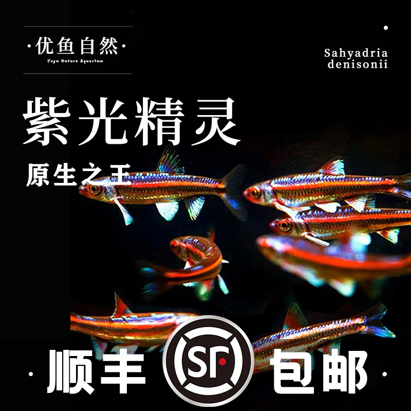 紫光精灵观赏鱼灯科多彩霓虹小型鱼冷水淡水低温耐寒溪流缸原生鱼