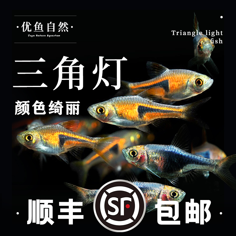 热带鱼活体好养淡水鱼三角灯鱼