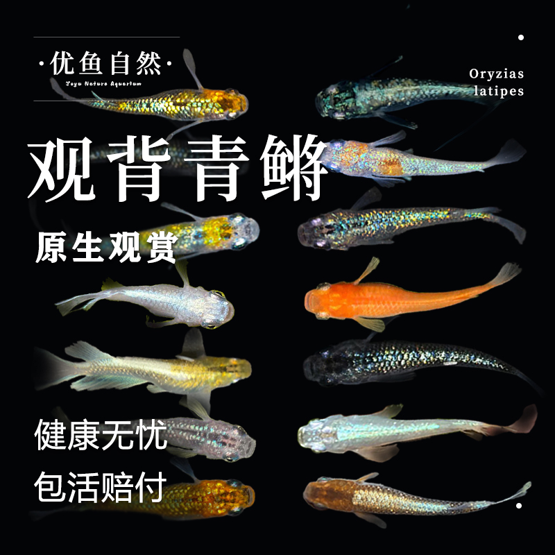 观背青鳉冷水鱼免打氧好养耐活