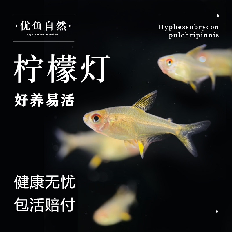 柠檬灯鱼超级柠檬灯隆背柠檬灯热带观赏鱼群游鱼淡水草缸小型活体