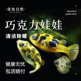 巧克力娃娃观赏鱼潜水艇淡水观赏鱼小型迷你河豚吃螺工具鱼鼓气鱼