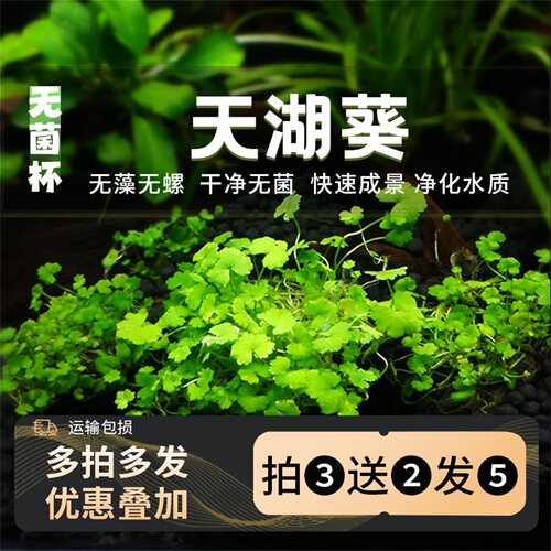 无菌杯天湖葵水草造前景铺缸