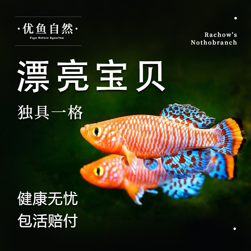 漂亮宝贝鳉贡氏圆尾鳉科鱼热带观赏鱼漂亮的宝贝鱼淡水小型鱼活体