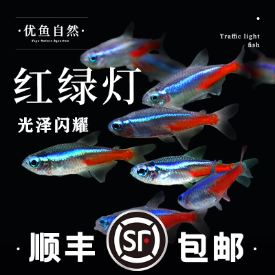 热带鱼群游活体红绿灯观赏鱼