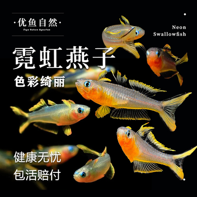 霓虹燕子小型热带观赏灯科鱼