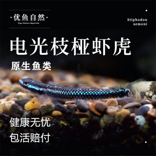 电光枝桠虾虎西蒙氏枝桠虾虎鱼淡水冷水饲养原生除藻清洁工具鱼