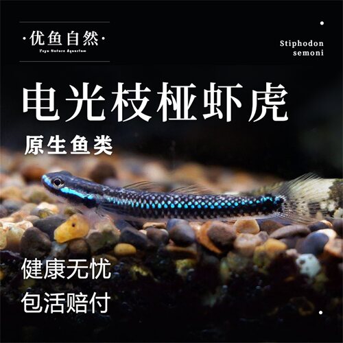 电光枝桠虾虎虾虎除藻清洁工具鱼