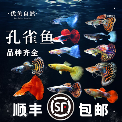 可生小鱼孔雀鱼热带观赏鱼小型