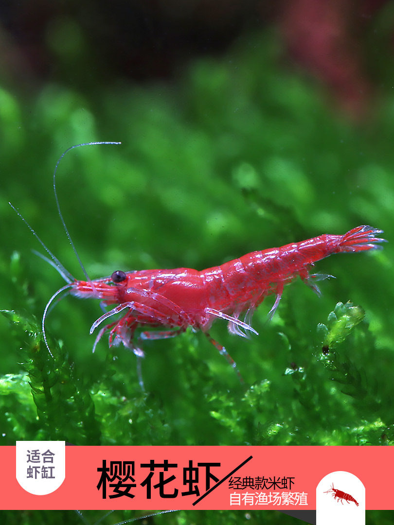 Cherry shrimp flame shrimp ornamental shrimp dealgae pet shrimp pet