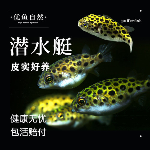 潜水艇观赏鱼河豚鱼淡水热带宠物