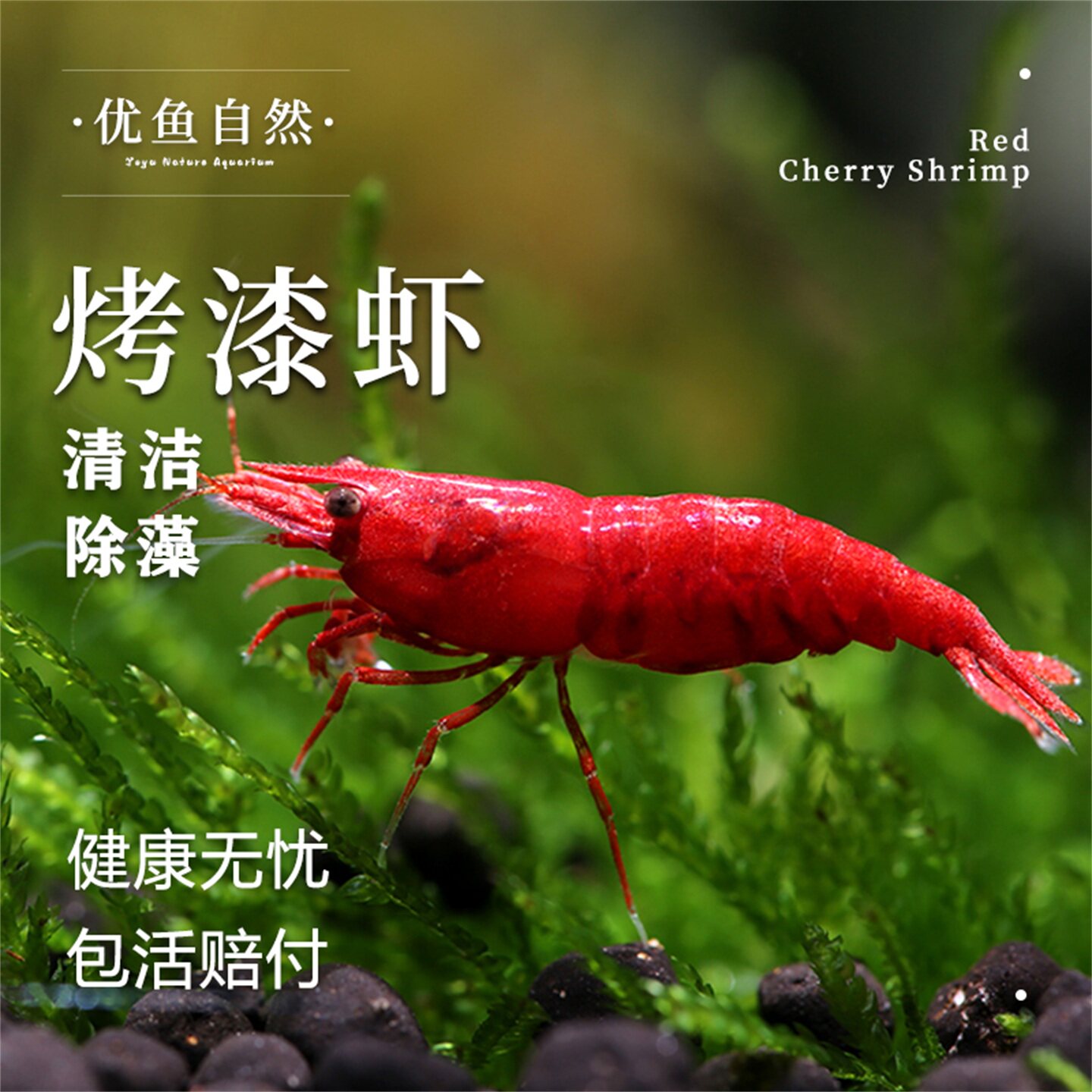 烤漆虾观赏虾活体宠物虾图片