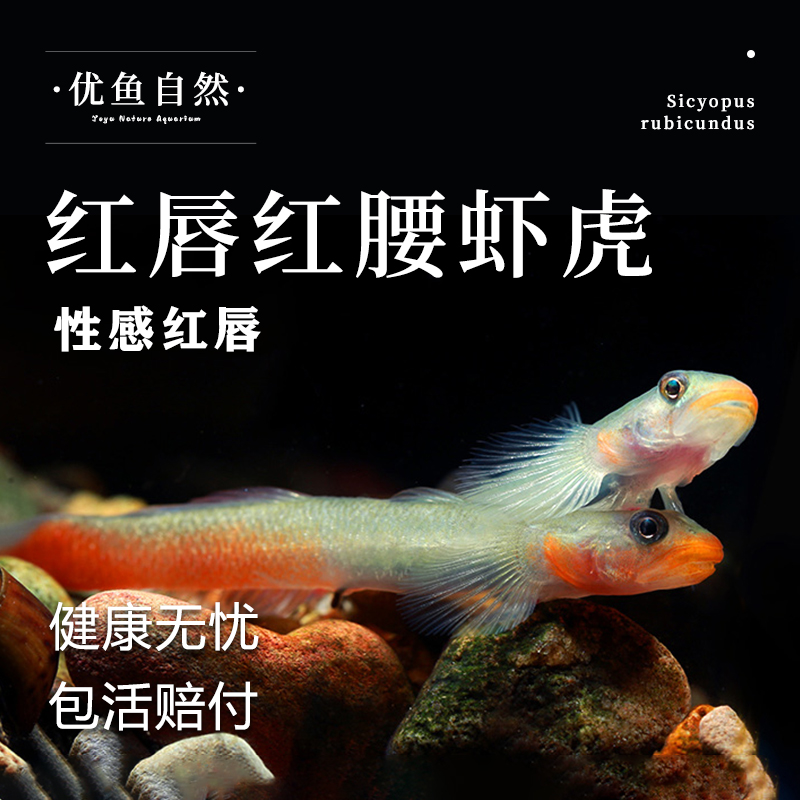 红唇红腰虾虎小型吃藻鱼缸观赏鱼