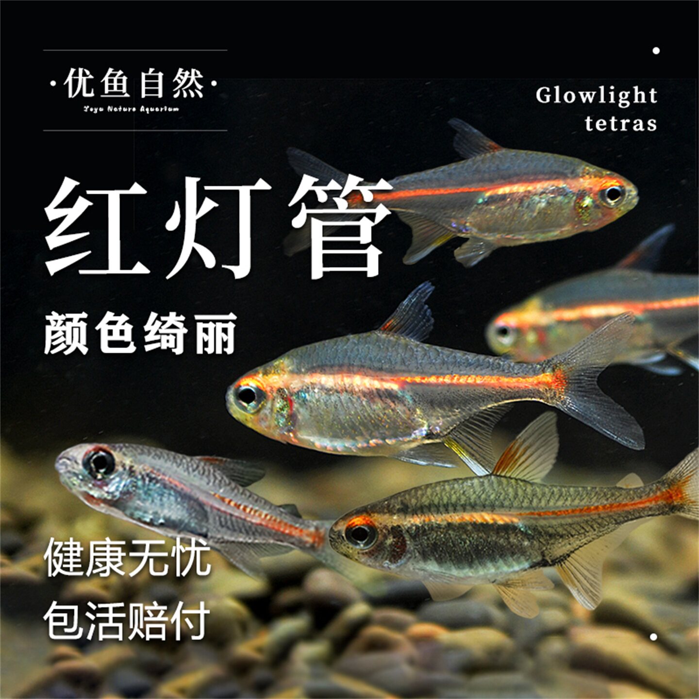 红灯管鱼霓虹玻璃灯鱼透明玻璃热带鱼水族宠物草缸群游观赏灯科鱼