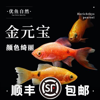 冷水鱼观赏鱼金元宝鱼淡水鱼
