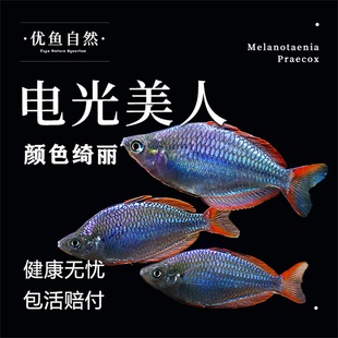 电光美人石美人鱼刚果美人活体小型鱼鱼热带群游热带观赏鱼淡水鱼