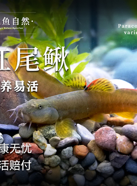 红尾鳅淡水冷水鱼小型观赏鱼原生泥鳅红尾南纹横鳅小溪流鱼活体