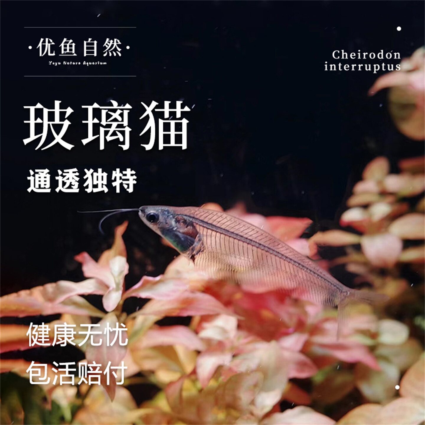 玻璃猫观赏鱼可混养小型热带鱼活体透明鱼喜群居幽灵鱼玻璃拉拉鱼