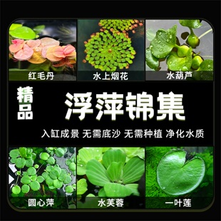 浮萍水草植物造景鱼缸水培水芙蓉葫芦莲净化水质兔耳浮性水草