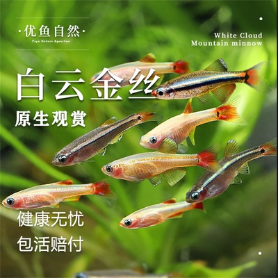 冷水鱼白云金丝瑰丽金丝加温小型