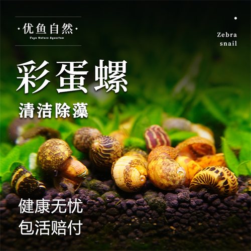彩蛋螺观赏螺苹果螺黄金螺黑金刚螺除藻螺斑马螺杀手螺除藻 - 封面