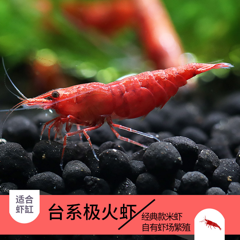 极火虾集火虾急火虾鱼缸观赏虾原生活体火焰虾水草缸除藻虾工具虾 优鱼自然水族馆 淘优券