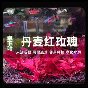丹麦红玫瑰水草血心兰淡水真水下叶鱼缸造景植物懒人净化水质水草