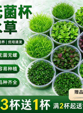 无菌杯水草合集鱼草缸前中后造景