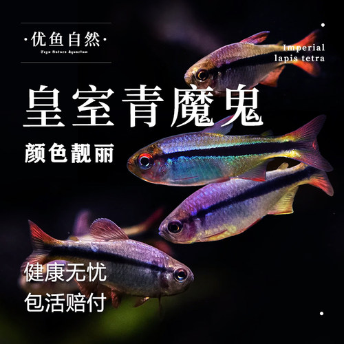 皇室青魔鬼群游鱼热带鱼高端灯鱼