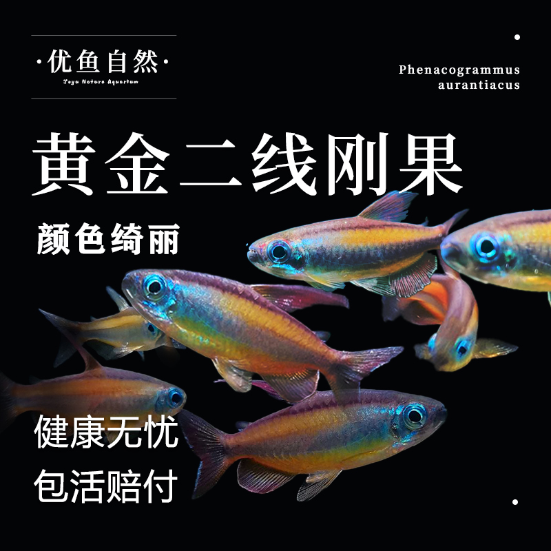黄金二线刚果美人鱼淡水鱼观赏鱼