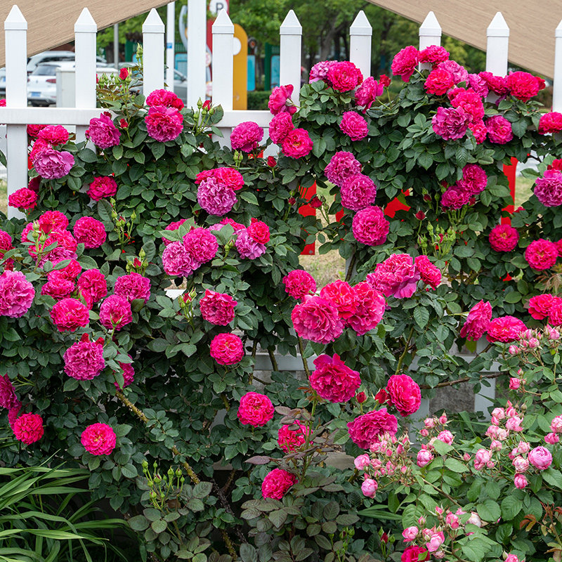 天狼月季桃萼自育爬藤拱门大花浓香易养护观赏性玫瑰植物盆栽苗,鲜花速递/花卉仿真/绿植园艺,月季/蔷薇/玫瑰,淘宝优惠券,粉丝福利购,淘宝优惠卷