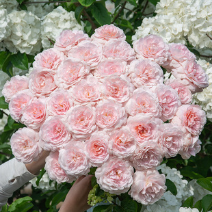 天狼月季粉色系木本花卉多季开庭院露台阳台植物玫瑰盆栽地栽花苗