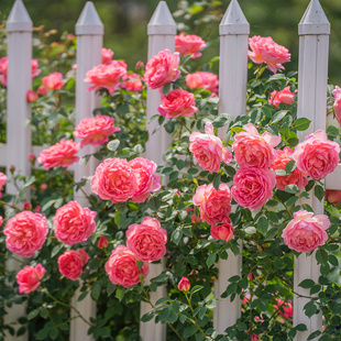 天狼月季粉姬自育鲑鱼粉色大花藤本月季耐热适合新手好养爬藤