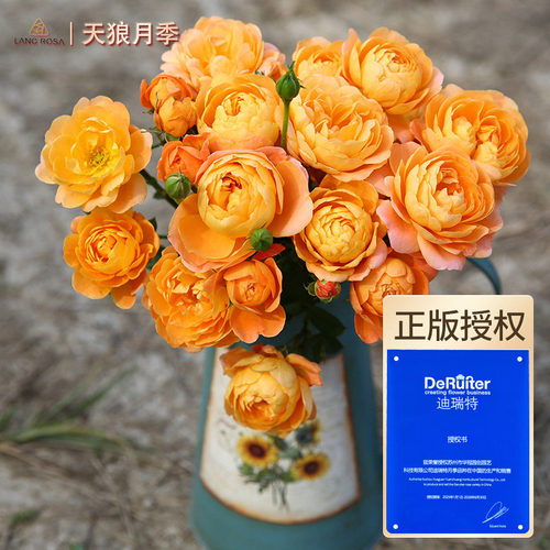 果汁阳台天狼月季盆栽苗