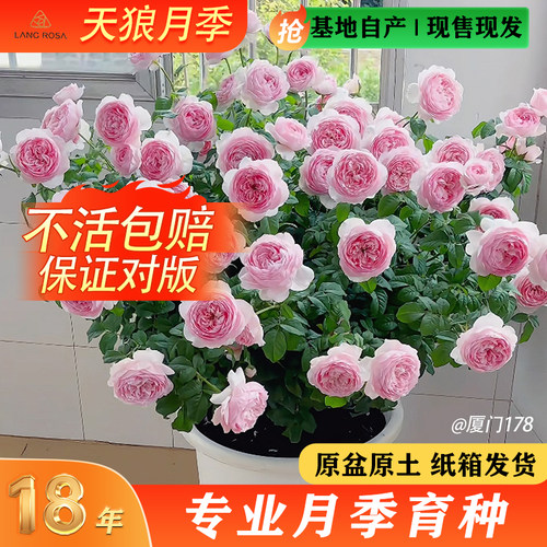 天狼月季月季自育大花浓香