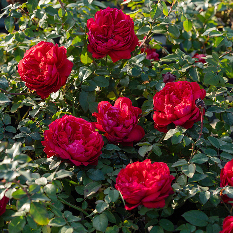 【凤凰台】天狼月季自育耐热大花易养观赏性植物花卉多季好养盆栽