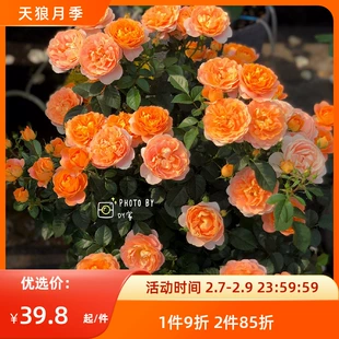 茶花女果汁阳台2.5升盆栽四季 庭院植物花卉玫瑰花苗 天狼月季