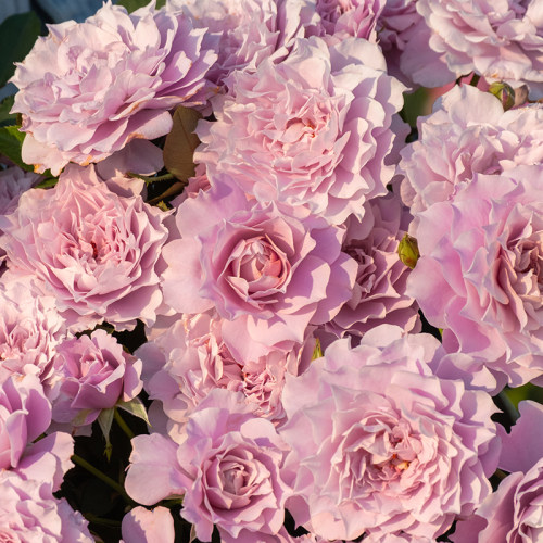 【青色烟雨】天狼月季国产自育家庭园艺多季灌木玫瑰花卉好养盆栽