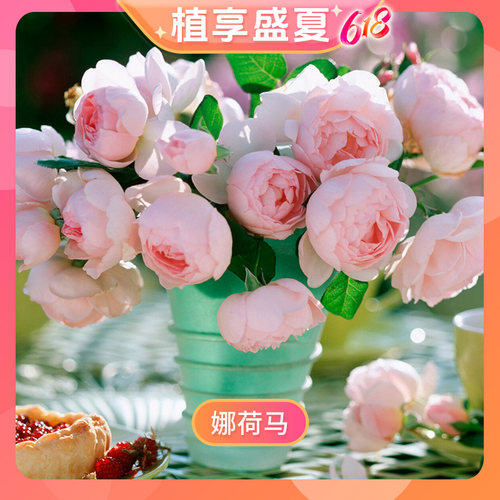 【花绽-娜荷马】天狼月季2.8升浓香易养爬藤拱门攀援藤本月季