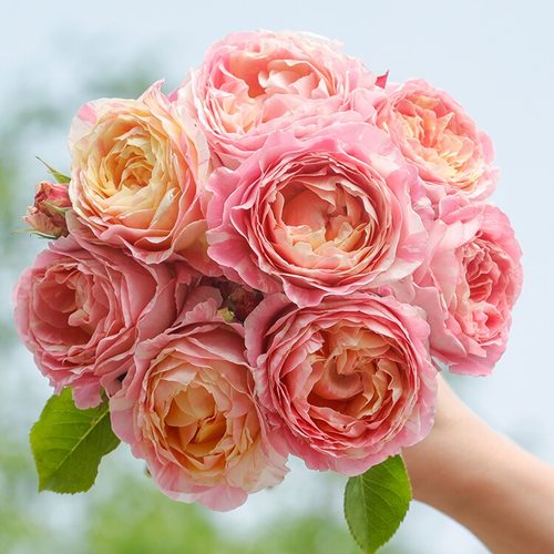 【直播福袋专享】克劳德莫奈1.2升盆