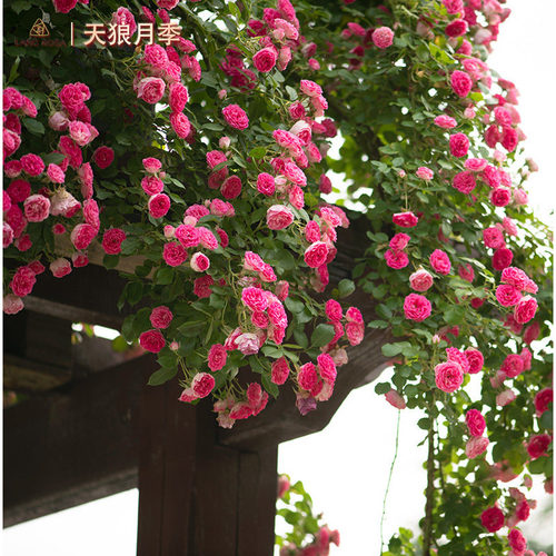 天狼月季爬藤拱门庭院攀援植物