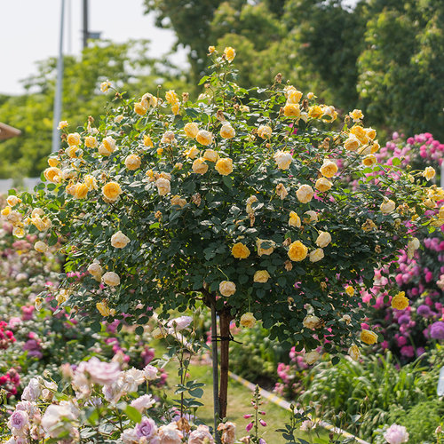 天狼月季微型丰花棒棒糖树月季