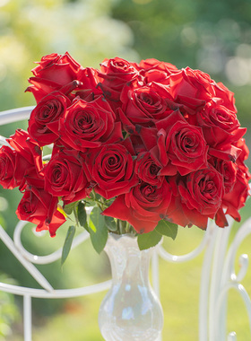 天狼月季 卡罗拉 多季杂交茶香月季高人气红色花店切花玫瑰