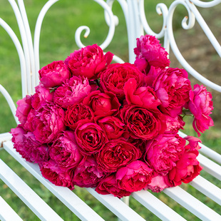 天狼月季惊鸿庭院灌木耐热抗病易养护观赏性盆栽玫瑰花卉新手推荐