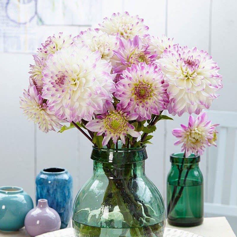 天狼大丽花国产进口种球多年生花期长易养观赏性球根花卉