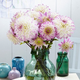 天狼大丽花国产种球庭院花园多年生花期长易养护观赏性球根花卉