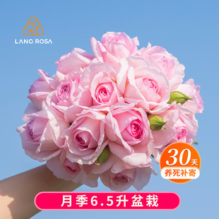 盆栽花卉 开花庭院花园观赏玫瑰月季 天狼月季 6.5升黑巴克果汁多季