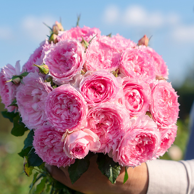 天狼月季溶溶月花园紧凑直立型丰花耐热观赏性花卉盆栽苗新手推荐